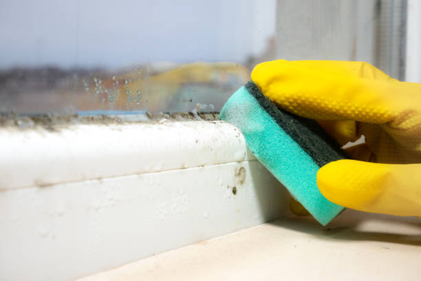 Best Residential Mold Removal  in Pleasant Grove, UT