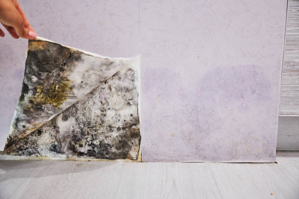 Best Crawl Space Mold Removal  in Pleasant Grove, UT